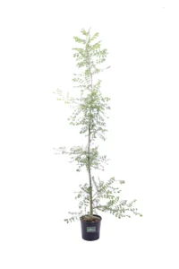 Frassino v21 egarden.store 1 Frassino v21 egarden.store online