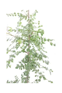 Frassino v21 egarden.store 4 Frassino Comune - Fraxinus Excelsior