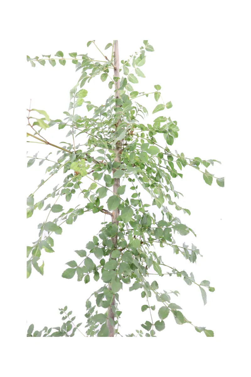 Frassino v21 egarden.store 4 Frassino Comune - Fraxinus Excelsior