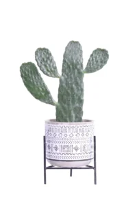 Opuntia Rubescens Consolea Deco v14 egarden.store 1 Opuntia Rubescens Consolea Deco