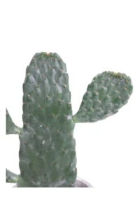 Opuntia Rubescens Consolea Deco v14 egarden.store 2 Opuntia Rubescens Consolea Deco v14 egarden.store online