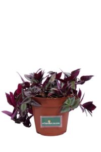 Tradescantia Zebrina v12 egarden.store online