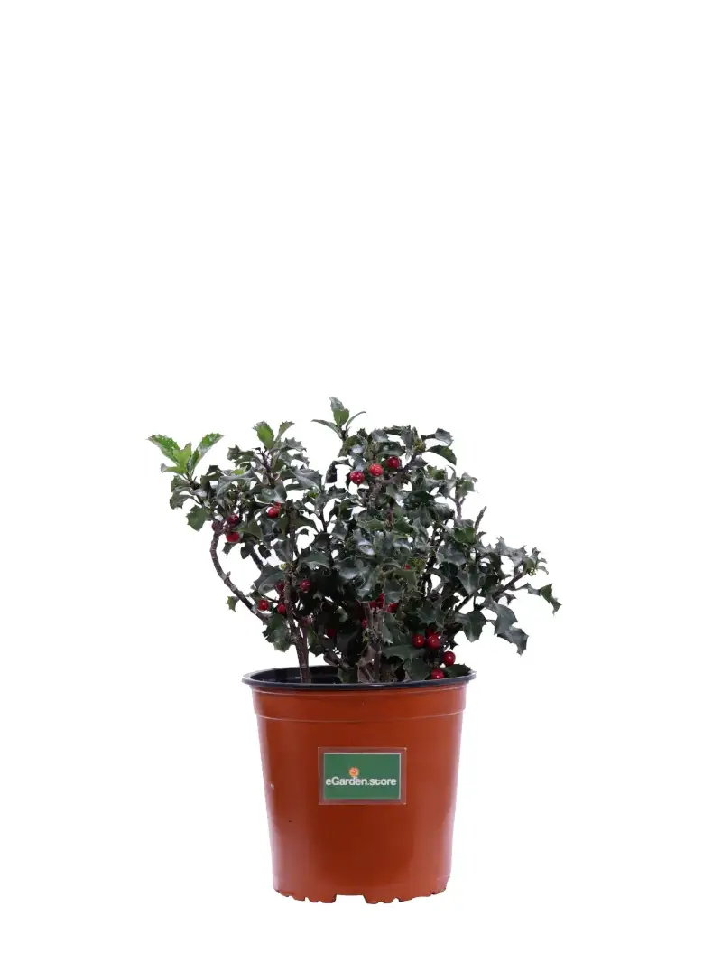 Agrifoglio - Ilex Aquifolium v16 egarden.store online