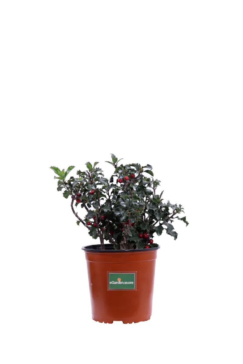 Agrifoglio - Ilex Aquifolium v16 egarden.store online