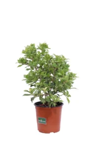 Agrifoglio Variegato v17 egarden.store online