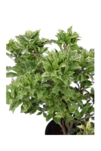 Agrifoglio Variegato v17 egarden.store online
