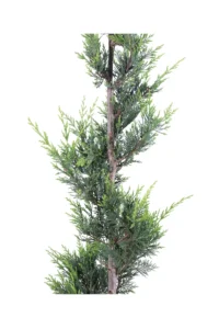 Cipresso - Cupressocyparis Leylandii Spirale v30 egarden.store online