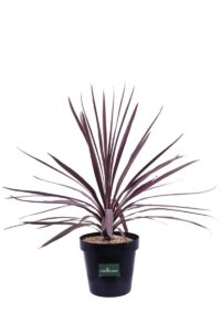 Cordyline Australis Purple Tower v23 egarden.store online