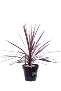 Cordyline Australis Purple Tower v23 egarden.store online