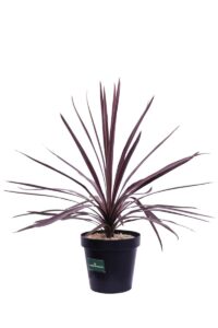 Cordyline Australis Purple Tower v23 egarden.store online