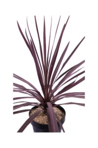 Cordyline Australis Purple Tower v23 egarden.store online
