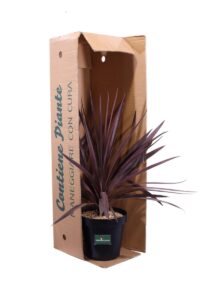 Cordyline Australis Purple Tower v23 egarden.store online
