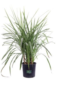 Cordyline Australis v23 egarden.store online