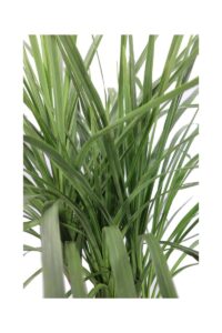 Cordyline Australis v23 egarden.store online