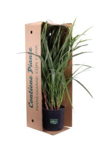 Cordyline Australis v23 egarden.store online