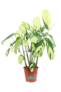 Ctenanthe Lubbersiana Golden Mosaic v19 egarden.store online