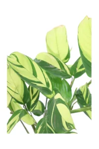 Ctenanthe Lubbersiana Golden Mosaic v19 egarden.store online