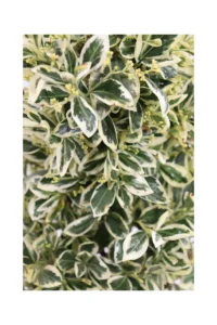 Euonymus Japonicus Bravo v23 egarden.store 2 Euonymus Japonicus Bravo v23 egarden.store online
