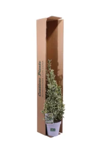 Euonymus Japonicus Bravo v23 egarden.store 3 Euonymus Japonicus Bravo v23 egarden.store online