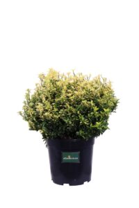 Euonymus Japonicus Happiness v24 egarden.store online