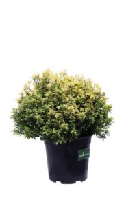 Euonymus Japonicus Happiness v24 egarden.store online