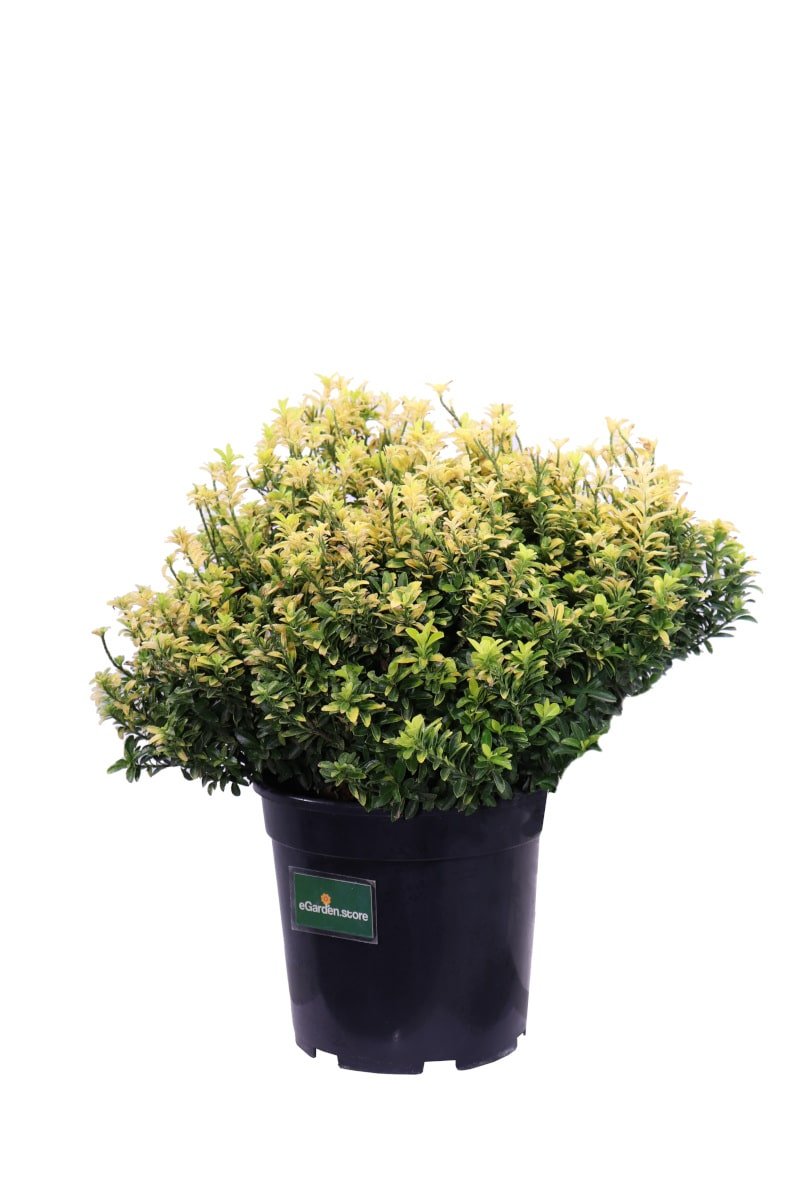 Euonymus Japonicus Happiness v24 egarden.store online