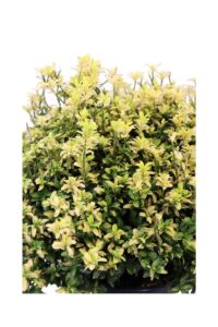 Euonymus Japonicus Happiness v24 egarden.store online