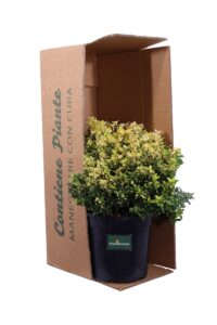 Euonymus Japonicus Happiness v24 egarden.store online