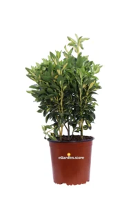 Euonymus Japonicus Luna v.17 egarden.store 1 Euonymus Japonicus Luna v.17 egarden.store online