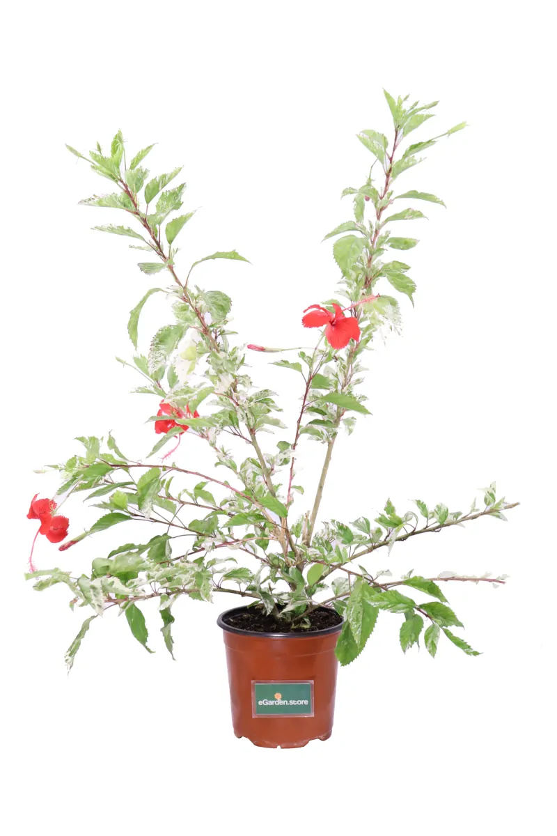 Hibiscus Rosa Sinensis Snow Queen v16 egarden.store online