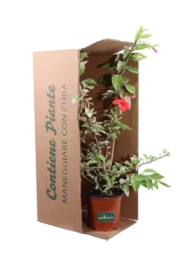 Hibiscus Rosa Sinensis Snow Queen