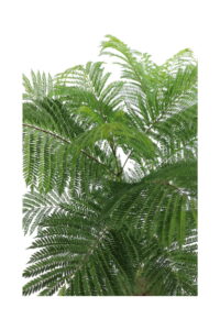 Jacaranda Mimosifolia v23 egarden.store online