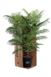 Jacaranda Mimosifolia v23 egarden.store online