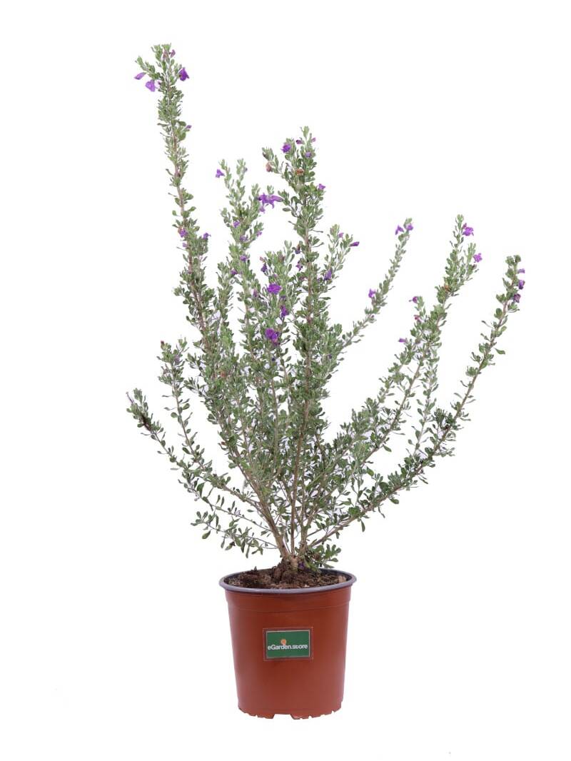 Leucophyllum Laevigatum v16 egarden.store online