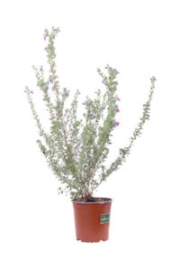 Leucophyllum Laevigatum v16 egarden.store online