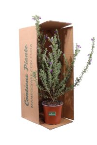 Leucophyllum Laevigatum v16 egarden.store online