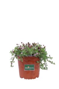 Lippia Repens v16 egarden.store 1 Lippia Repens v16 egarden.store online