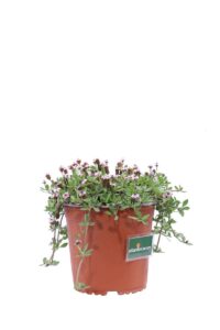 Lippia Repens v16 egarden.store 2 Lippia Repens v16 egarden.store online