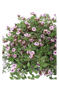 Lippia Repens v16 egarden.store 4 Lippia Repens v16 egarden.store online