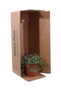 Lippia Repens v16 egarden.store 5 Lippia Repens - Phyla Nodiflora