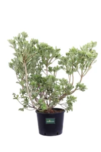 Pittosporum Tobira Variegatum v24 egarden.store 1 Pittosporum Tobira Variegatum v24 egarden.store online