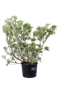 Pittosporum Tobira Variegatum v24 egarden.store 2 Pittosporum Tobira Variegatum v24 egarden.store online