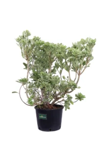 Pittosporum Tobira Variegatum v24 egarden.store 3 Pittosporum Tobira Variegatum v24 egarden.store online