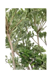 Pittosporum Tobira Variegatum v24 egarden.store 4 Pittosporum Tobira Variegatum v24 egarden.store online