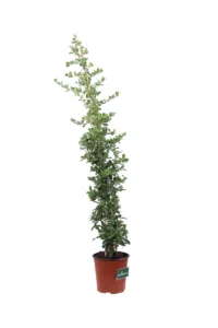Pyracantha Coccinea v16 egarden.store online