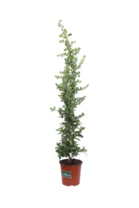 Pyracantha Coccinea v16 egarden.store online
