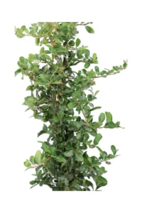 Pyracantha Coccinea v16 egarden.store online