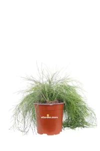 Russelia Juncea Alba v16 egarden.store online