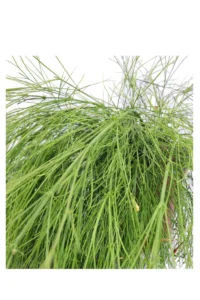 Russelia Juncea Alba v16 egarden.store online