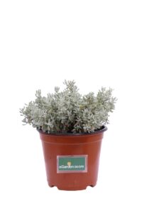 Santolina Chamaecyparissus v14 egarden.store online